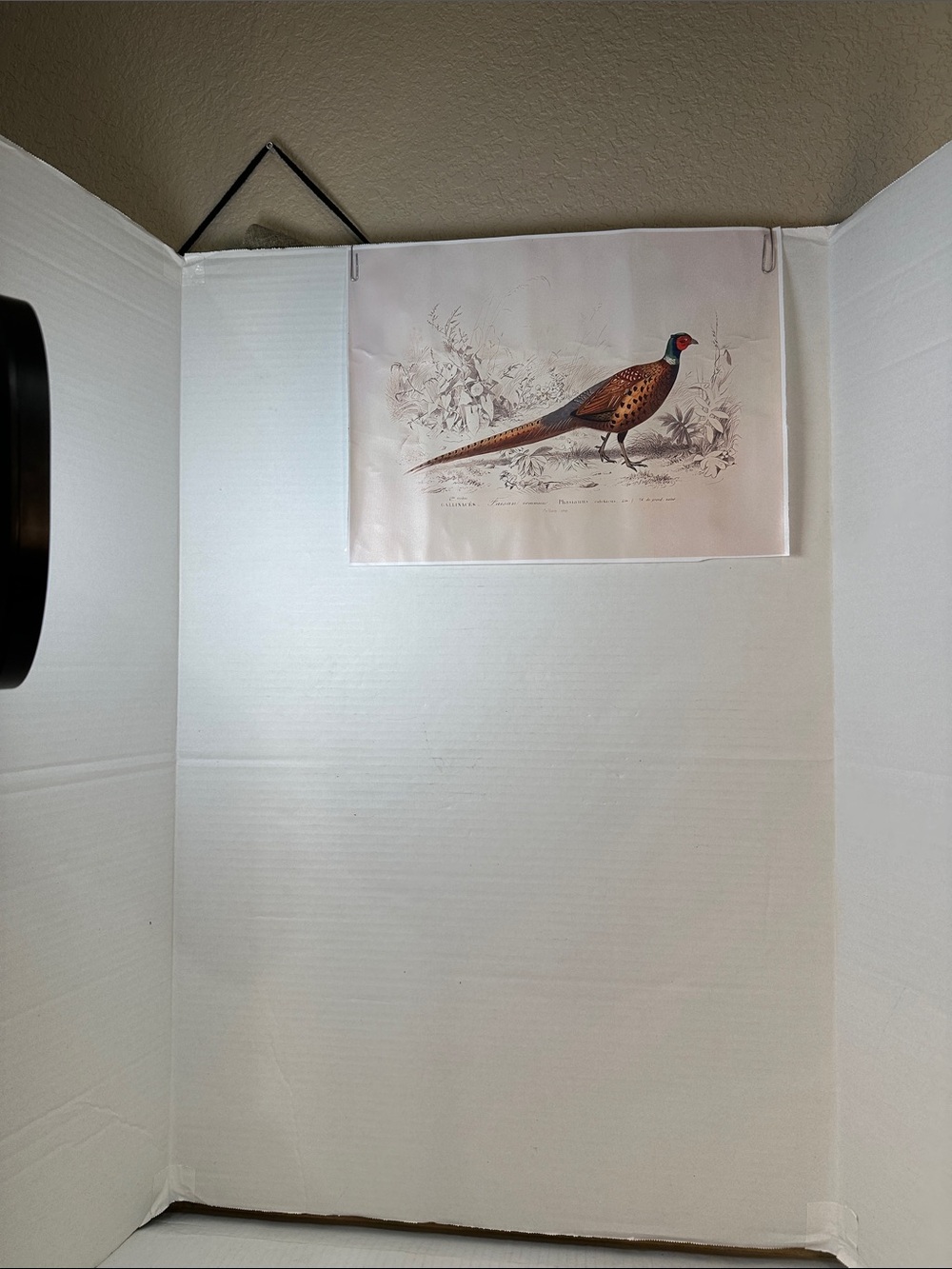 Vintage Pheasant Wall Art Print in Brown - Unbranded